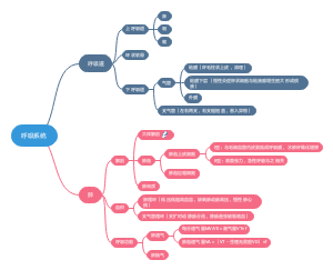 呼吸系统解剖生理