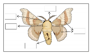 小学科学蚕蛾的身体结构图