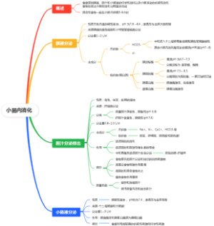 小肠内消化