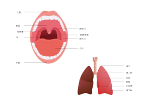 口腔和肺