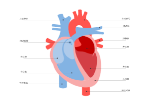 心脏结构图