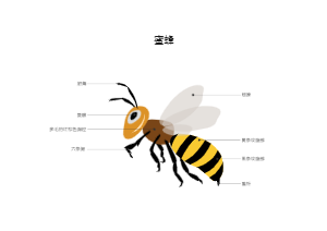 蜜蜂图