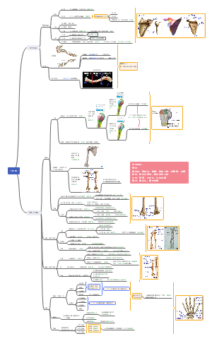 系统解剖——上肢骨