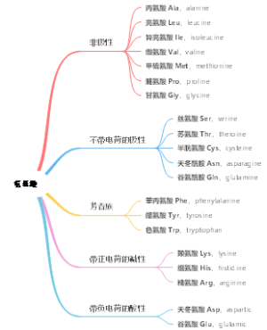 氨基酸的分类