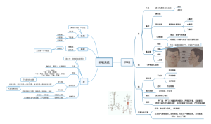 呼吸系统1