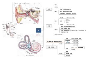 运动解剖学之耳