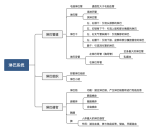 解剖运动学淋巴系统