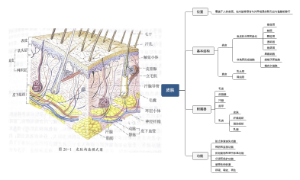 运动解剖学之皮肤