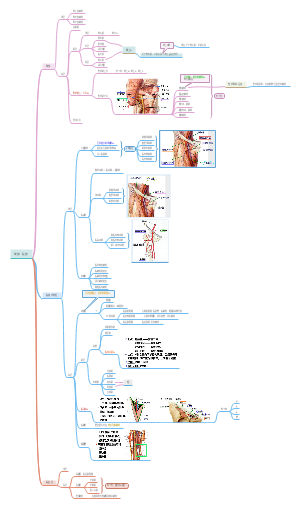 穴解—臀部、股部局解
