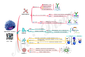 B细胞的表面分子及其作用