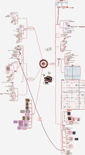 病理学13章·泌尿系统疾病