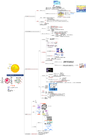 第六讲 细胞核与染色体 nucleus and chromo