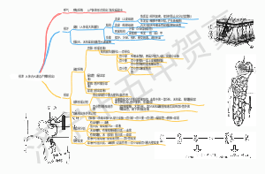 初中生物——排泄（人体内代谢总产物的排出）