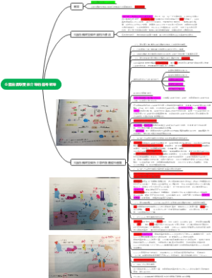 细胞信号转导思维导图