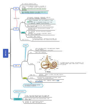 系统解剖学-前庭蜗器（耳）