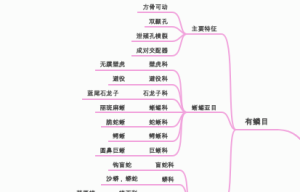 爬行纲分类