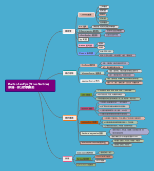 眼部 思维导图
