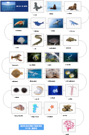 小学生海洋生物单词