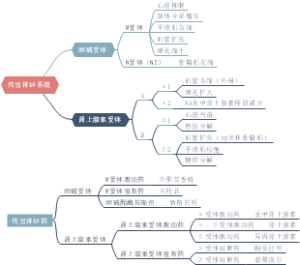 药理学 传出神经系统总论
