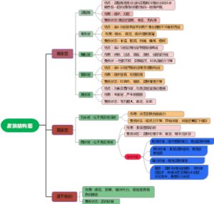 皮肤结构图_backup_221048_副本