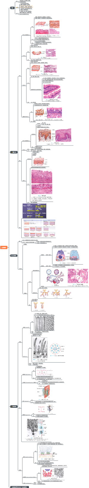 组织学：上皮组织