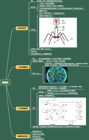 微生物学：噬菌体