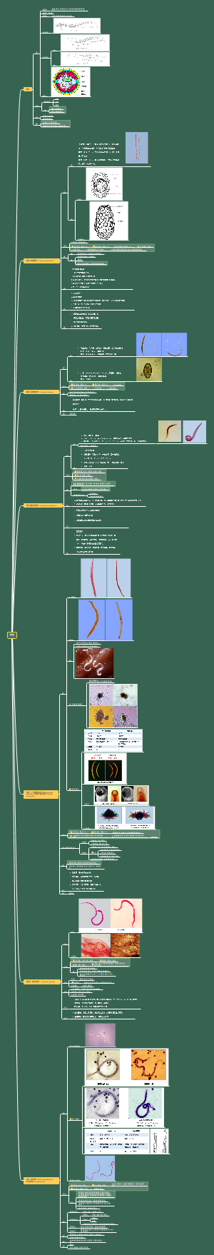 人体寄生虫学：线虫