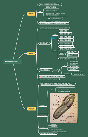 七年级生物第二单元第二章 细胞怎样构成生物体