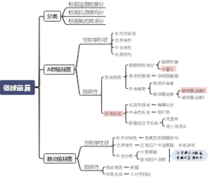 链球菌属