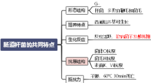 肠道杆菌的共同特点