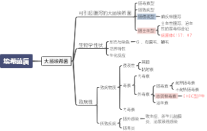 大肠埃希菌
