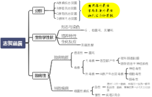 志贺菌属