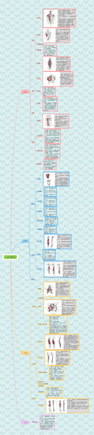 人体主要肌肉