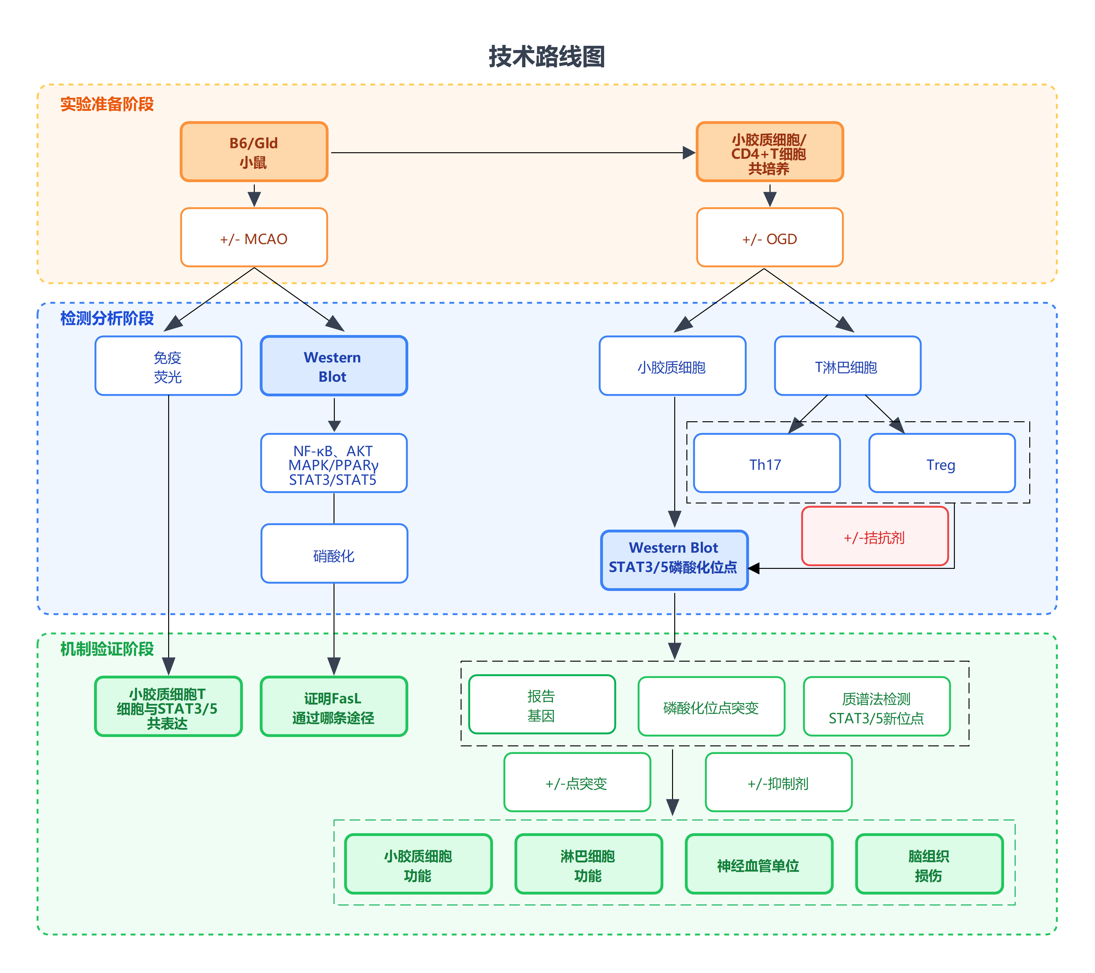 技术路线图：从实验准备到机制验证的完整流程