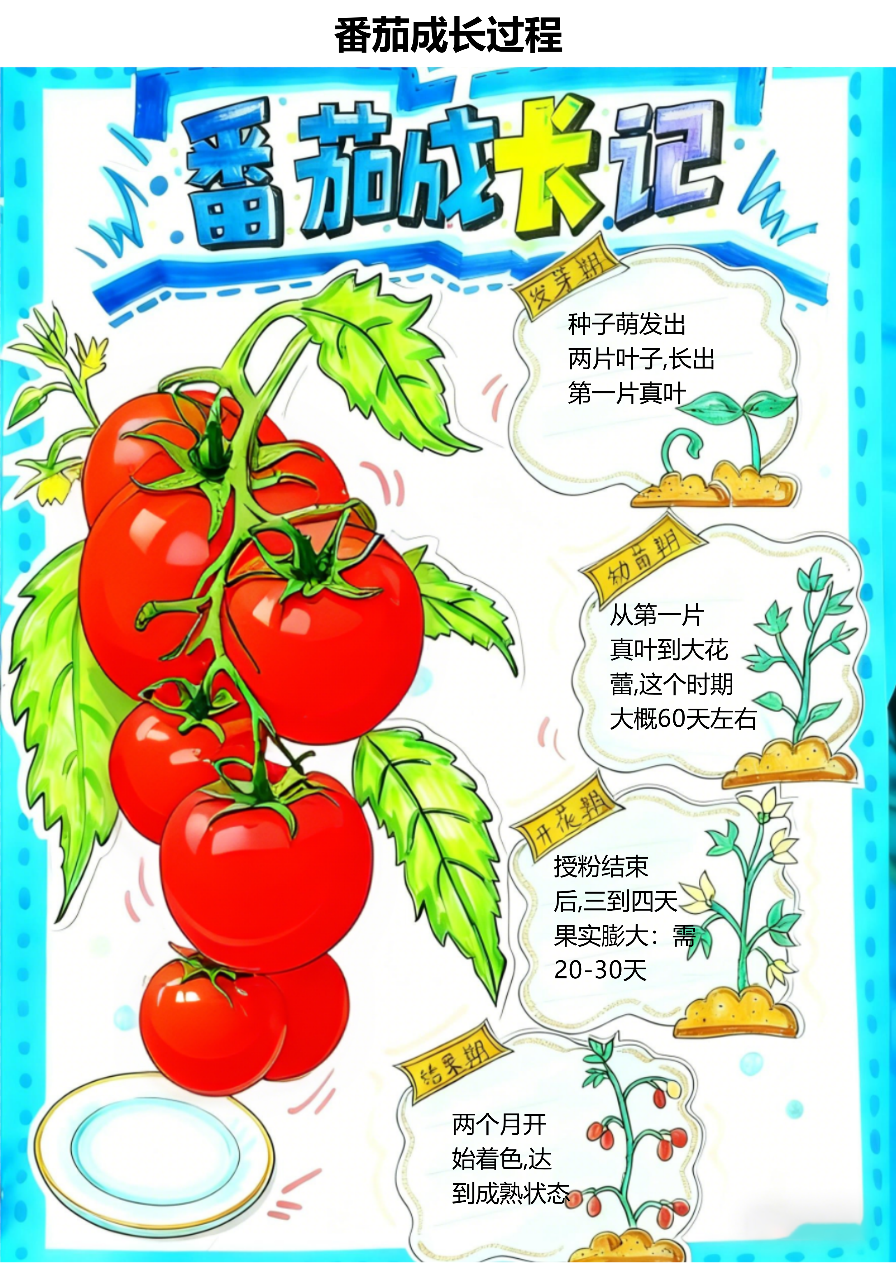 番茄成长记：从种子到成熟果实的奇妙之旅