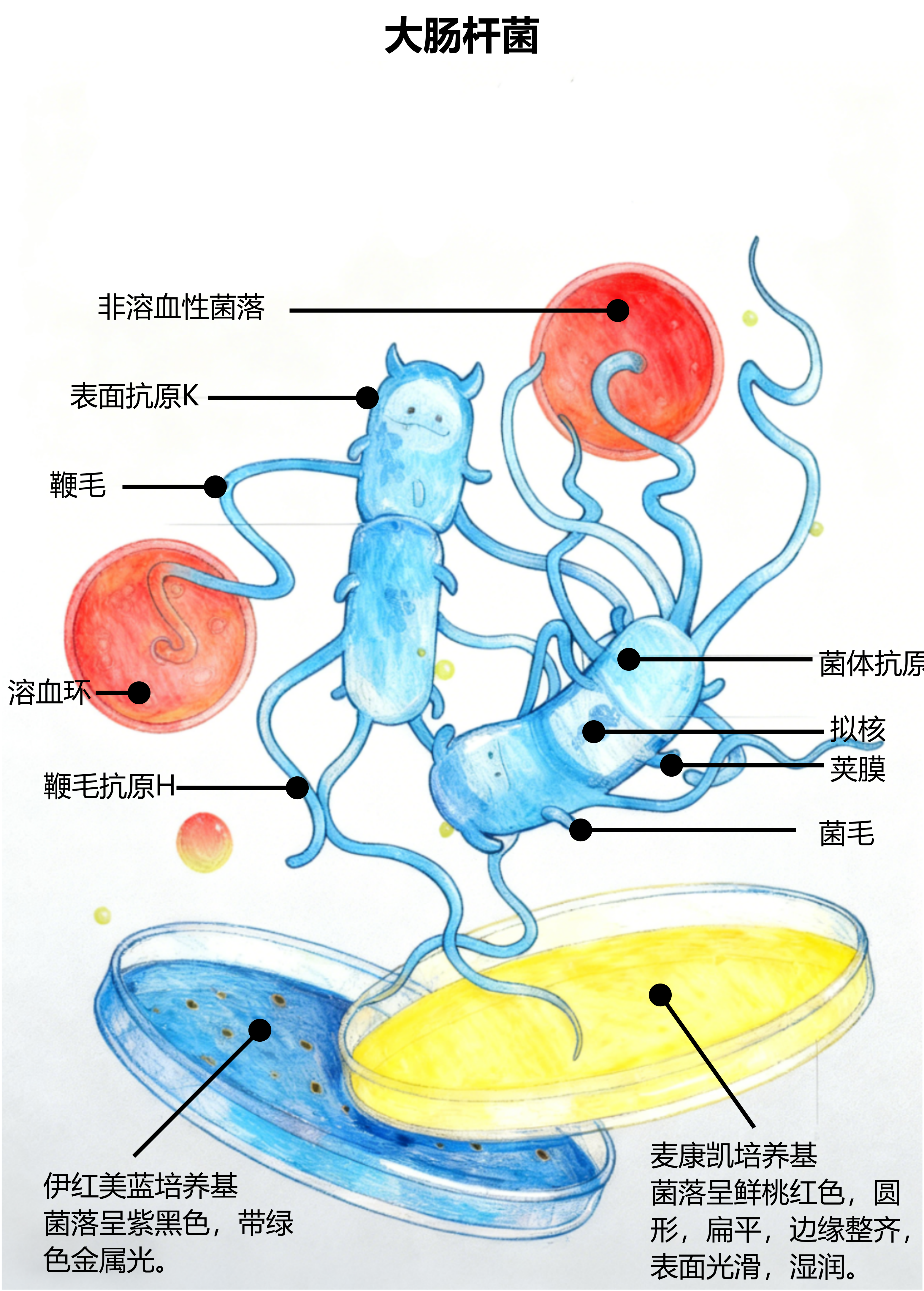 大肠杆菌结构与培养特性全解析