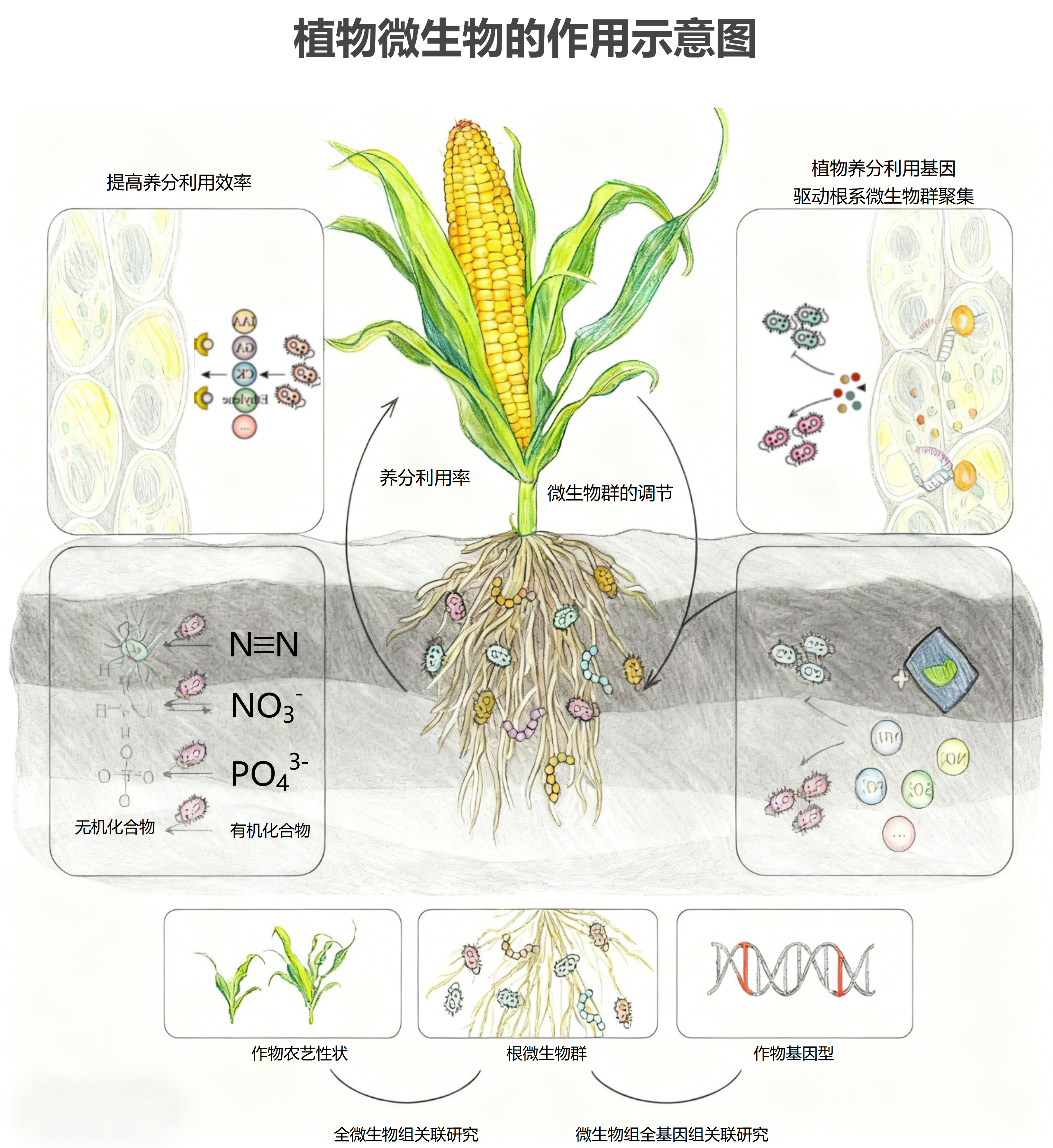 植物微生物作用示意图，揭示植物生长奥秘