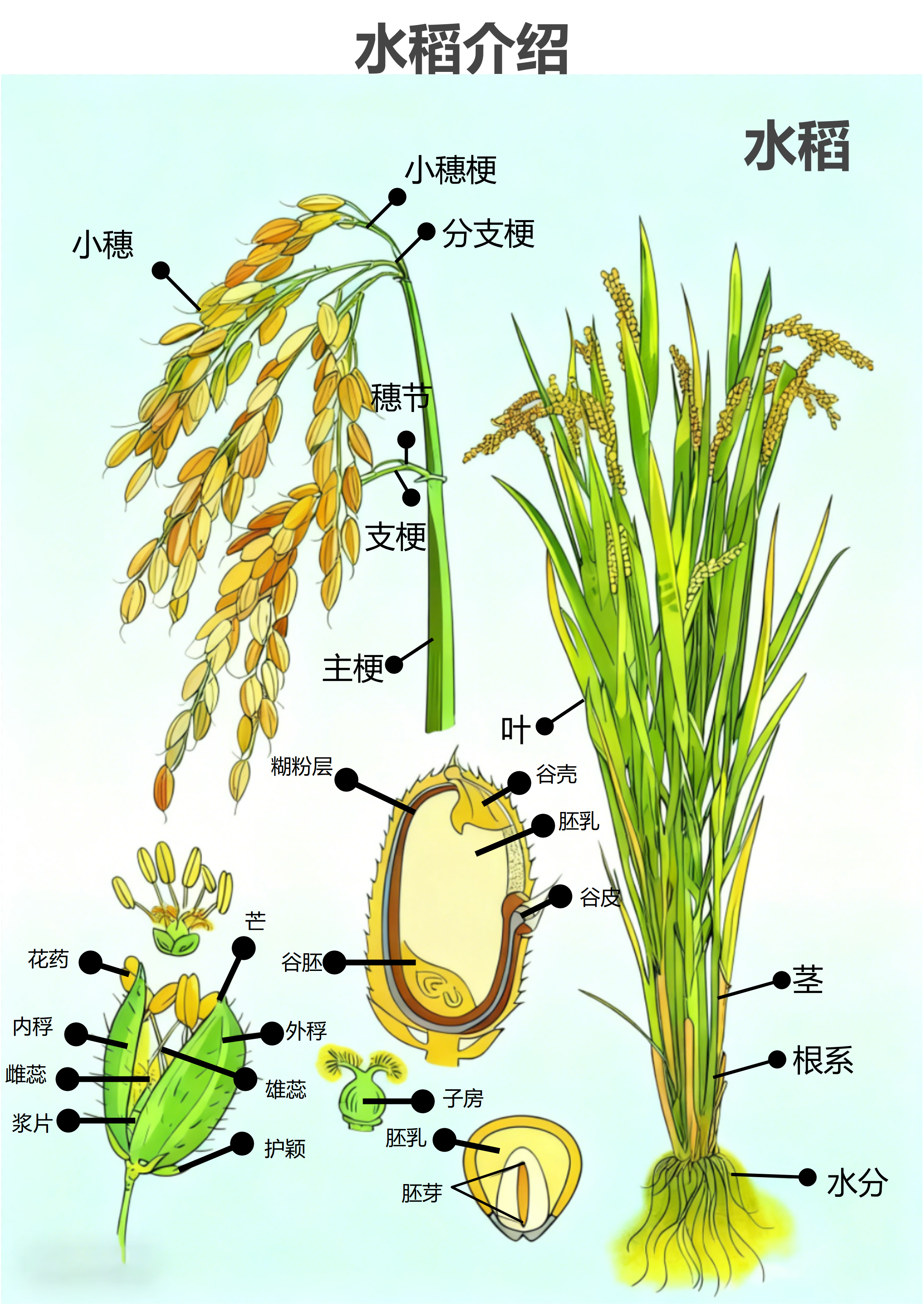 水稻结构全解析：从根到穗，一文读懂水稻各部分名称与形态