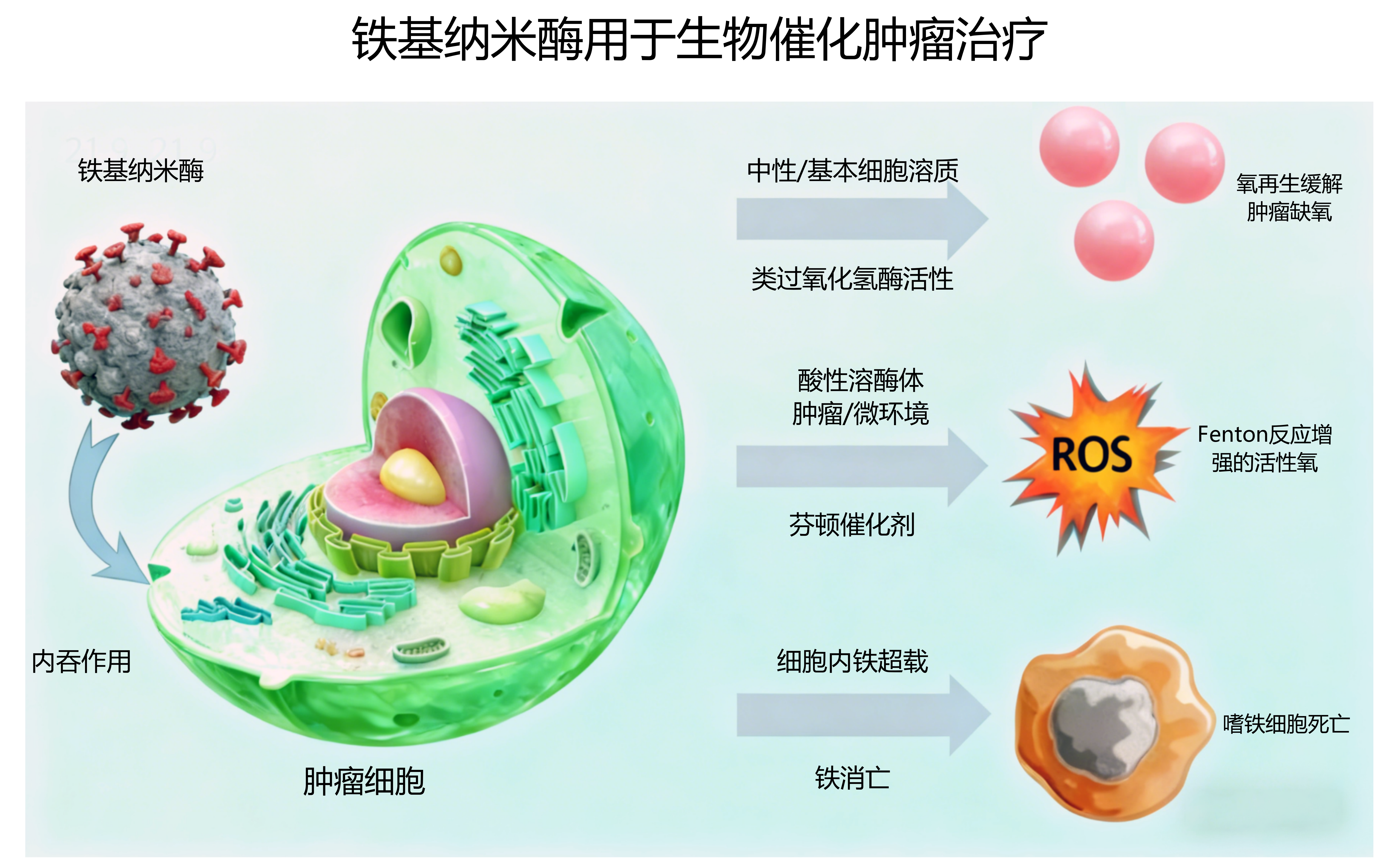 铁基纳米酶在生物催化肿瘤治疗中的作用机制
