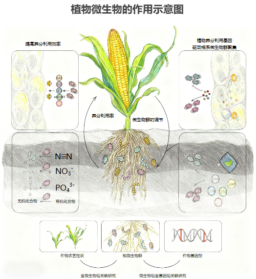植物微生物作用示意图