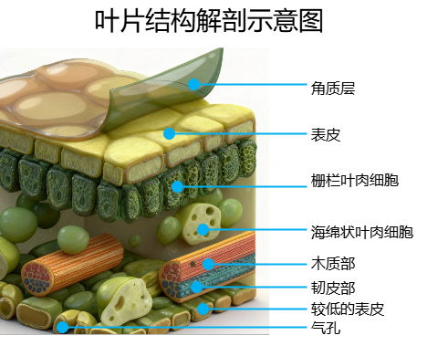 叶片结构解剖示意图