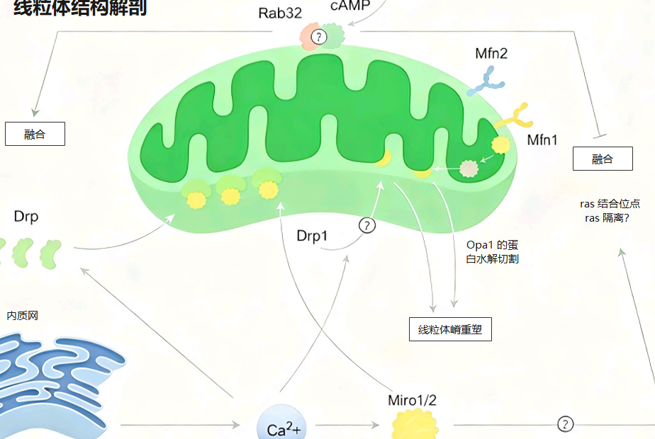 线粒体结构解剖示意图