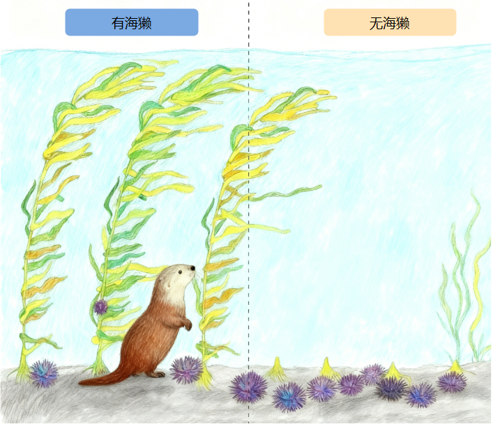 海獭有无对海藻影响图