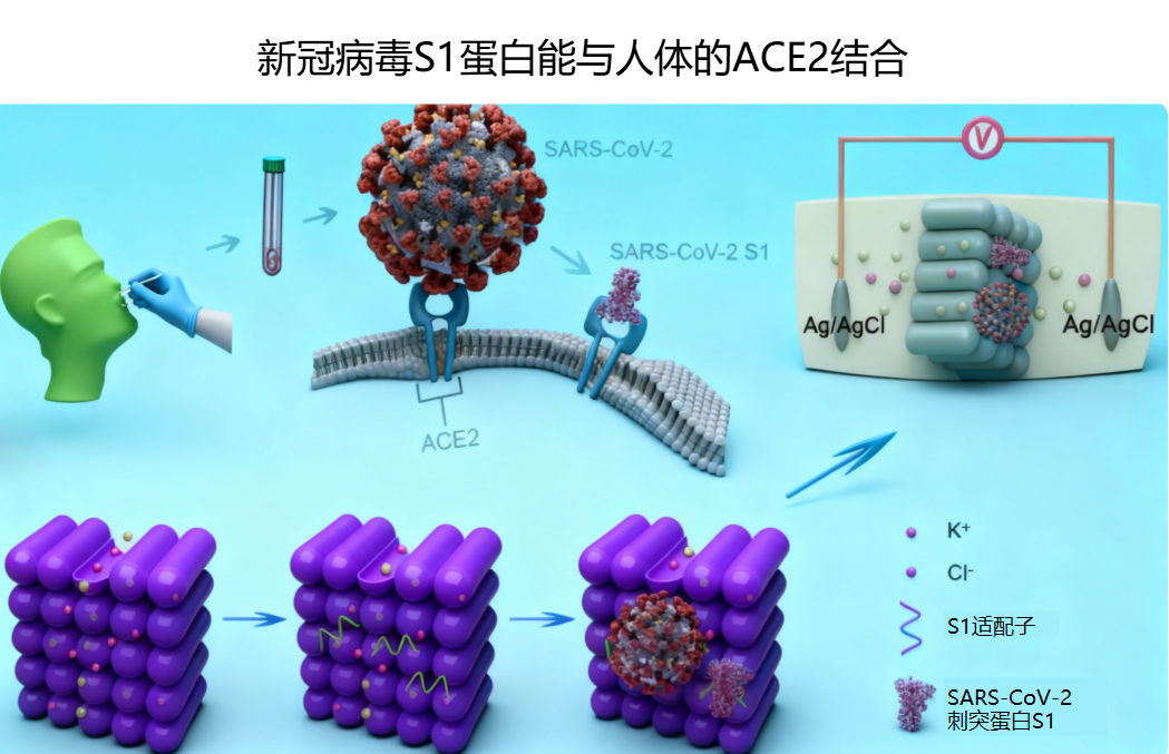 新冠病毒S1蛋白结合机制图