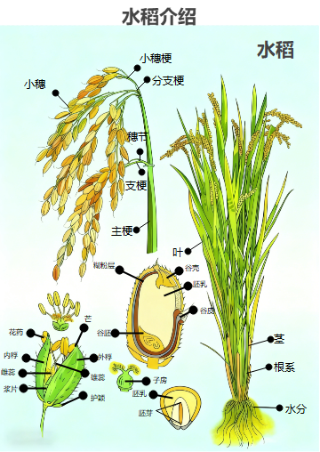 水稻结构示意图