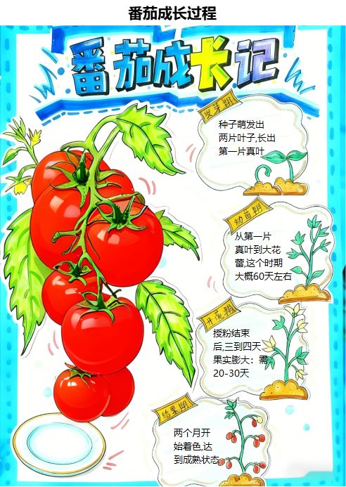 番茄成长记手绘科普图