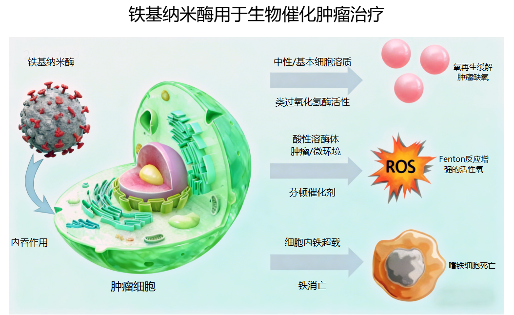 铁基纳米酶肿瘤治疗原理图