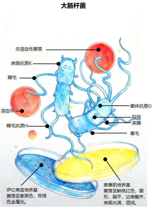 大肠杆菌结构手绘解剖图