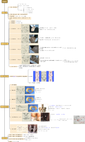产科检查