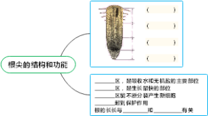 根尖的结构和功能